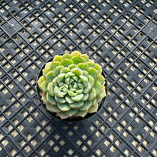 Load image into Gallery viewer, Echeveria ‘Macadamia’