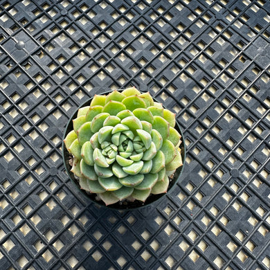 Echeveria ‘Macadamia’
