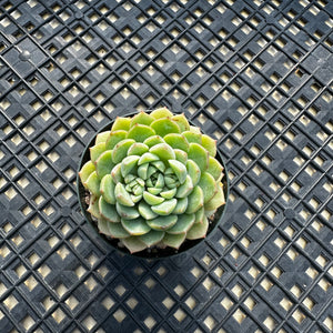 Echeveria ‘Macadamia’