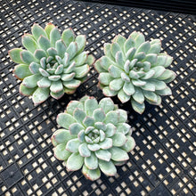Load image into Gallery viewer, Echeveria ‘Pink Edge’