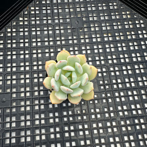 Graptoveria ‘A Grim One’