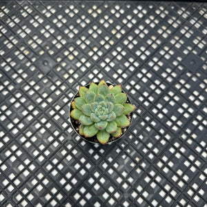 Echeveria ‘Mars’