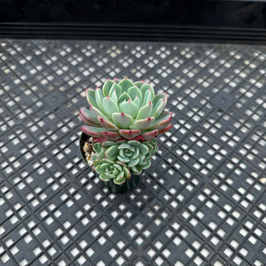 Echeveria Nanahukumini