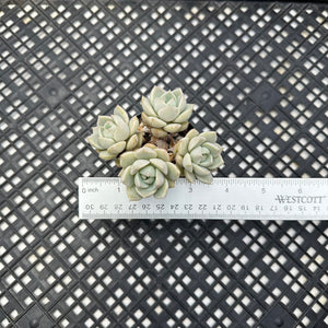 Graptoveria titubans