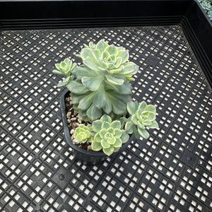 Echeveria Agavoides ‘Tinkerbell’ variegated