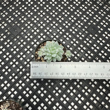 Load image into Gallery viewer, Echeveria ‘Prolifica’ variegated