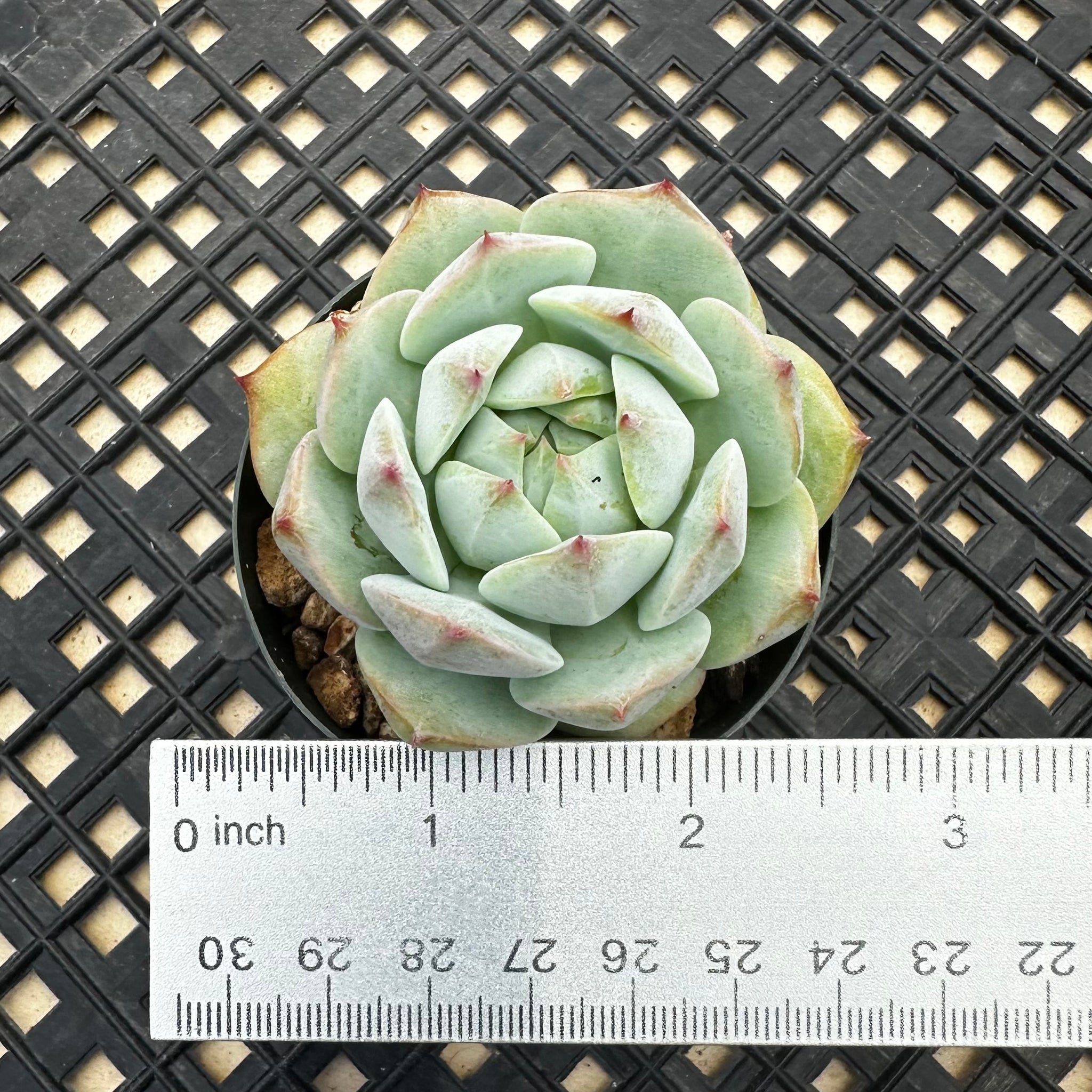 chubby leaf succulents Echeveria 'Prism' – Chubby Leaf Succulents