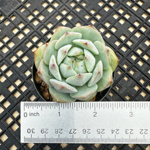 Load image into Gallery viewer, Echeveria ‘Prism’