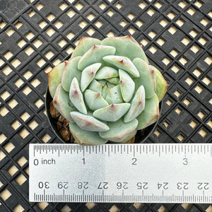 Echeveria ‘Prism’
