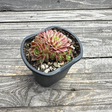 Load image into Gallery viewer, Sempervivum Chick Charms® Lotus Blossom™