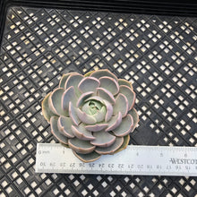 Load image into Gallery viewer, (Sedeveria ‘Blue Lotus’