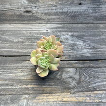 Load image into Gallery viewer, Echeveria ‘White Snow’ Variegated
