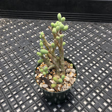 Load image into Gallery viewer, Tylecodon sinus-alexandri aka schaeferianus