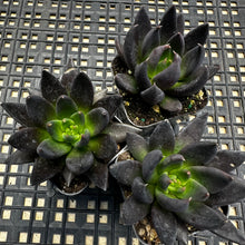 Load image into Gallery viewer, Echeveria affinis ‘Black Knight’