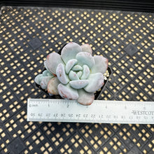 Load image into Gallery viewer, Pachyphytum x Laulindsayana sp hybrid