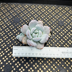 Pachyphytum x Laulindsayana sp hybrid