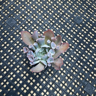 Echeveria ‘Trumpet Pinky’