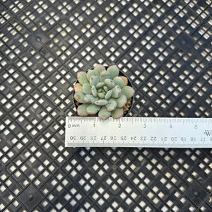 Graptoveria ‘Bridgette’