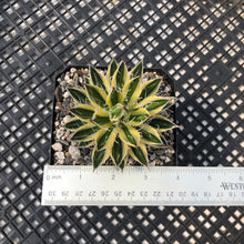 Load image into Gallery viewer, Agave schidigera &#39;Royal Flush&#39;