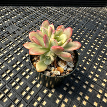Load image into Gallery viewer, Echeveria ‘Minibelle’ Variegated