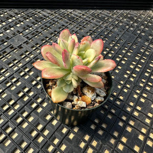 Echeveria ‘Minibelle’ Variegated