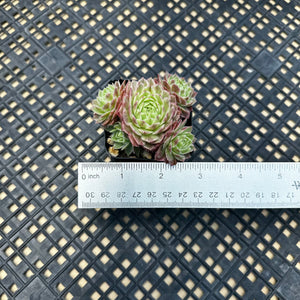 Sempervivum Chick Charms® Lotus Blossom™