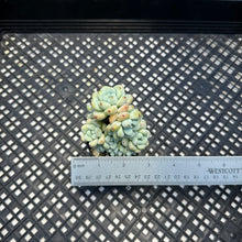 Load image into Gallery viewer, Sedum Clavatum