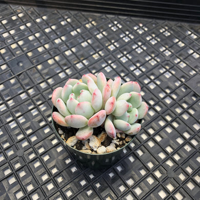 Echeveria ‘Viyant’