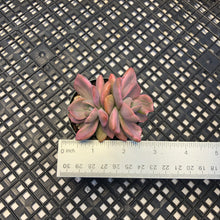 Load image into Gallery viewer, Graptoveria Variegated ‘Mrs Richards’