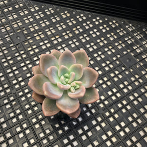 Pachyveria Arden