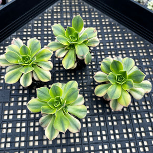 Aeonium ‘Starburst’