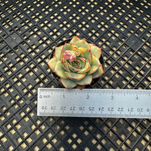Load image into Gallery viewer, Echeveria ‘Esther’ Variegated