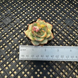 Echeveria ‘Esther’ Variegated