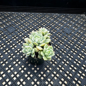 Sedeveria ‘Markus’ Variegated