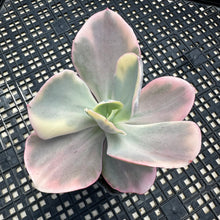 Load image into Gallery viewer, Echeveria ‘Chantilli’ Variegated