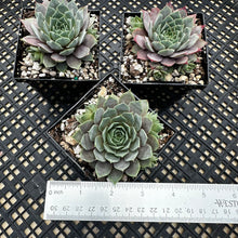 Load image into Gallery viewer, Sempervivum ‘Lilac Time’