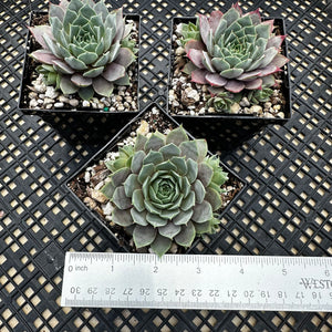Sempervivum ‘Lilac Time’