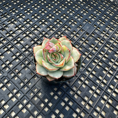 Echeveria ‘Esther’ Variegated