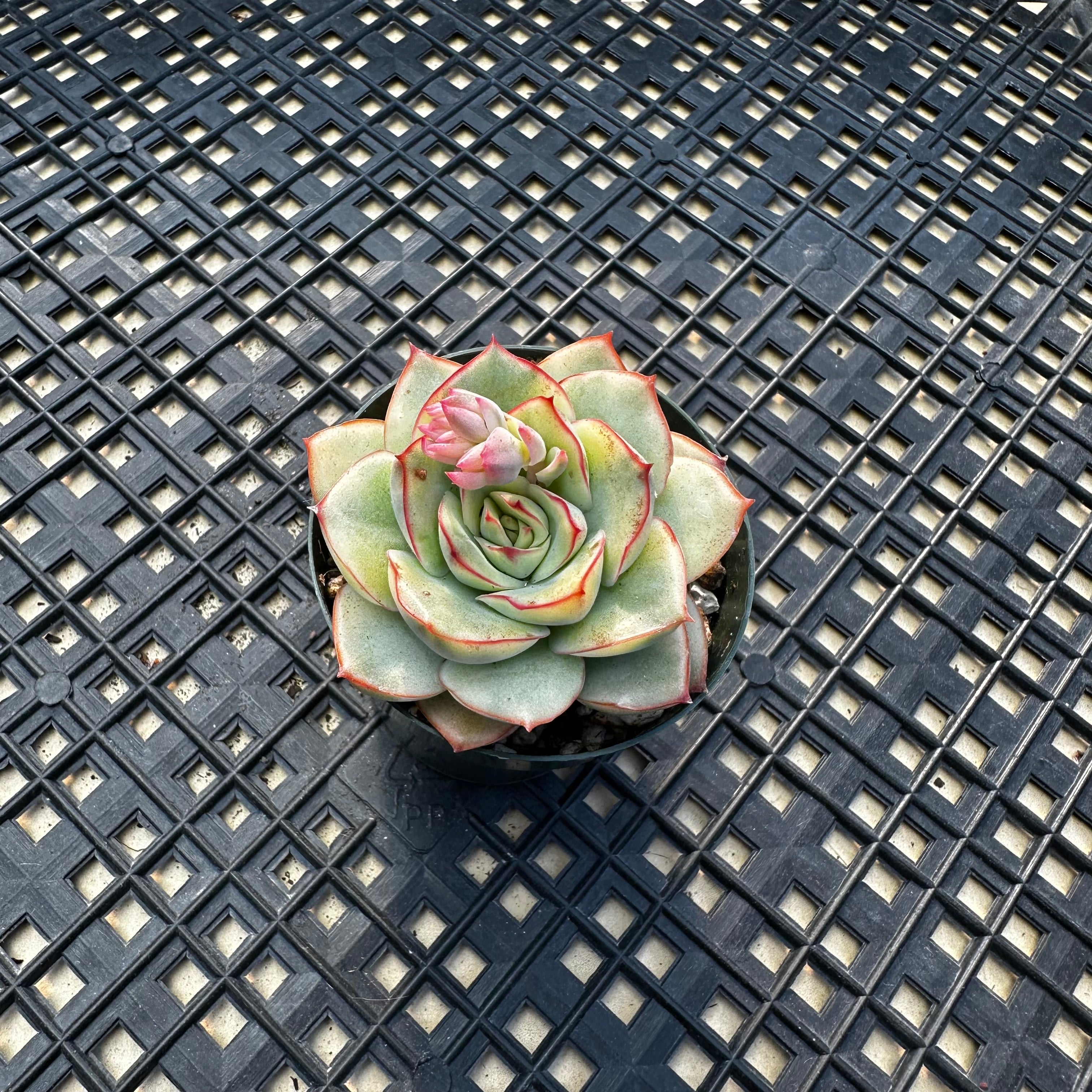 Echeveria ‘Esther’ Variegated
