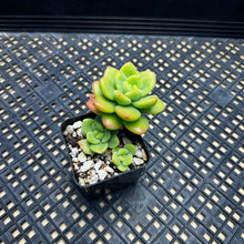 Load image into Gallery viewer, Echeveria Agavoides ebony ‘Peridot’