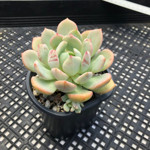 Graptoveria ‘Polly Bear’