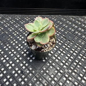 Echeveria ‘Suyon’ variegated