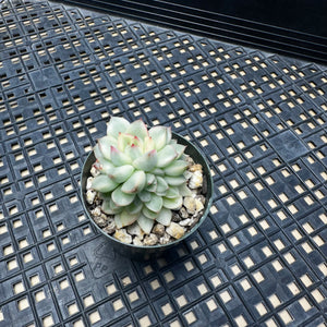 Echeveria ‘Mebina’ Variegated