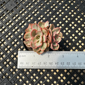 Echeveria  ‘Suyon’ Variegated