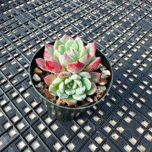 Load image into Gallery viewer, Echeveria Nanahukumini