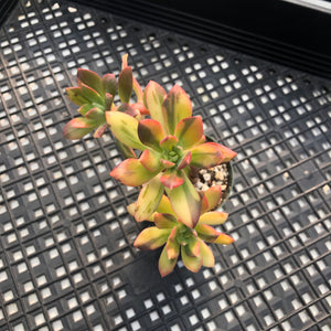 Echeveria ‘Minibelle’ Variegated