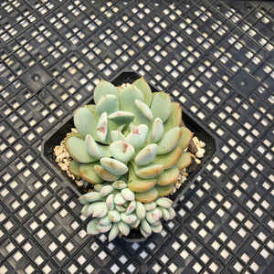 Graptoveria ‘A Grim One’