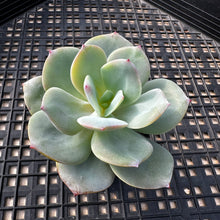 Load image into Gallery viewer, Echeveria cv. hakuhou