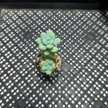 Load image into Gallery viewer, Sedum treleasei