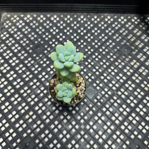 Sedum treleasei